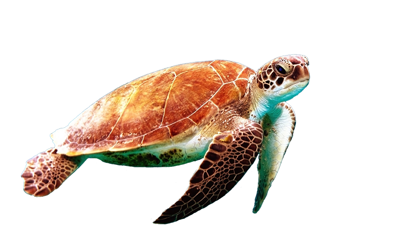 saambr-turtle